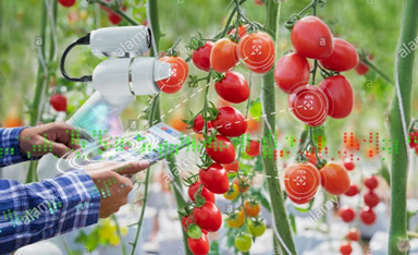 Chương trình đào tạo kỹ sư CNNN gồm những môn học nào?